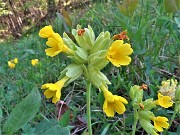 25 Primula veris ( Primula maggiore)